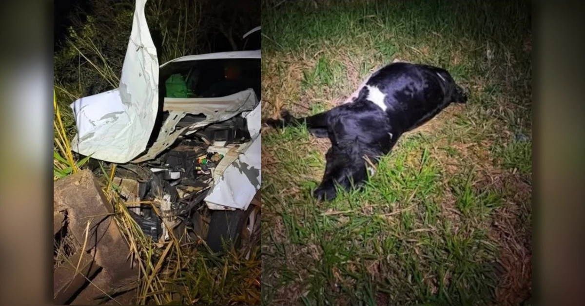 Acidente entre Jaguapitã e Guaraci após animais soltos invadirem a pista.
